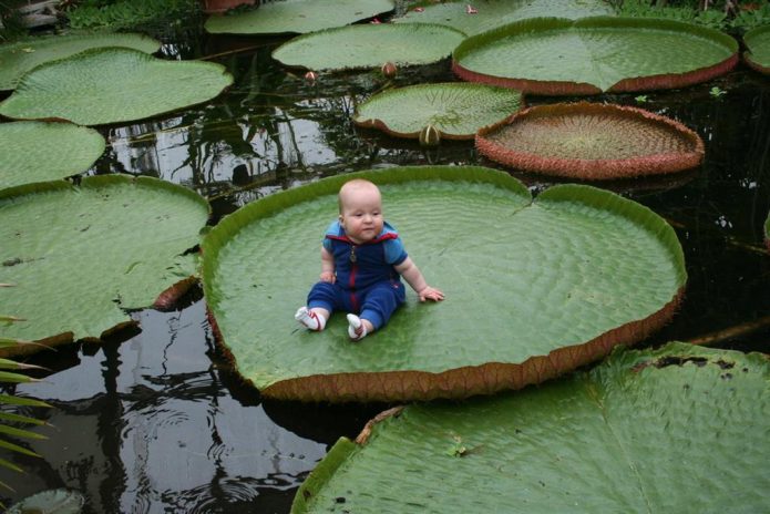 Child on Amazonian Victoria Leaf