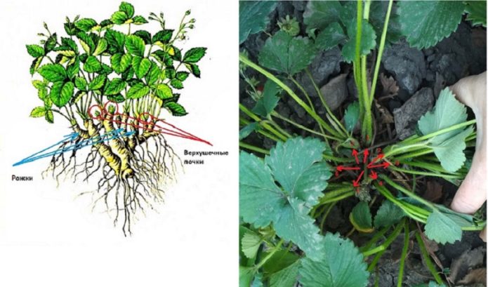 Overgrown strawberry bush