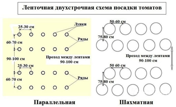 Tape two-line scheme of planting tomatoes