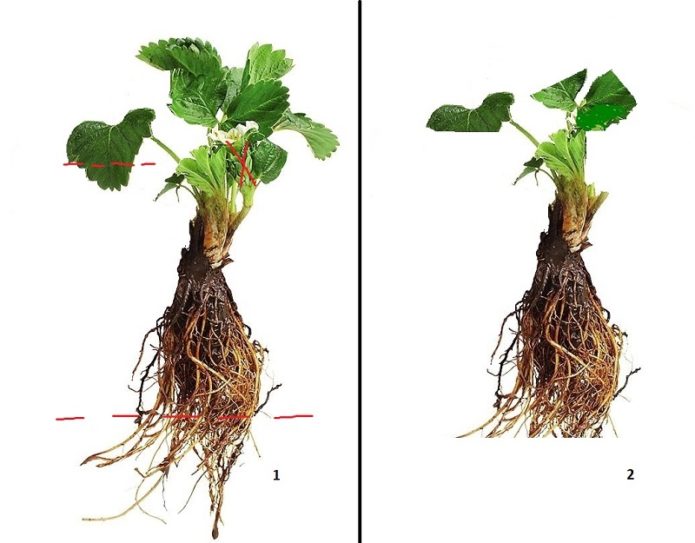 Seedling preparation