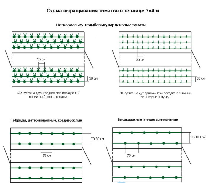 Scheme of planting tomatoes in a greenhouse 3x4