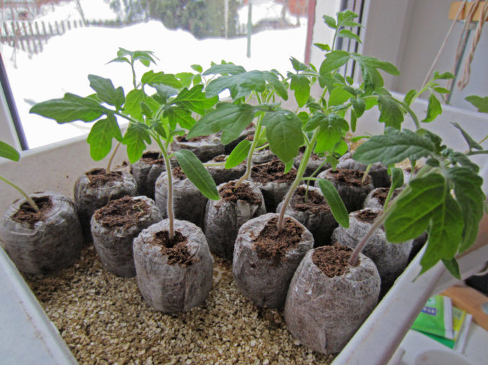 Tomatoes in peat tablets