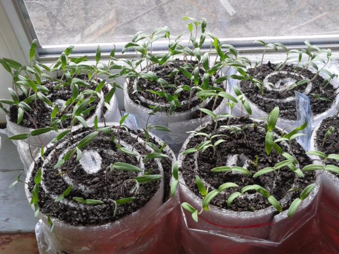 Tomato seedlings in snails