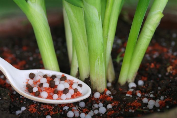 Fertilizer for onions