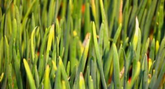 Nitrogen starvation of onions