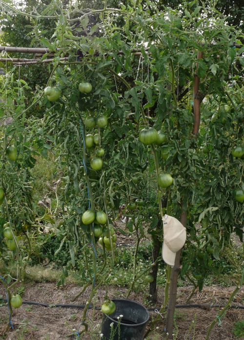 Trellis for tomatoes