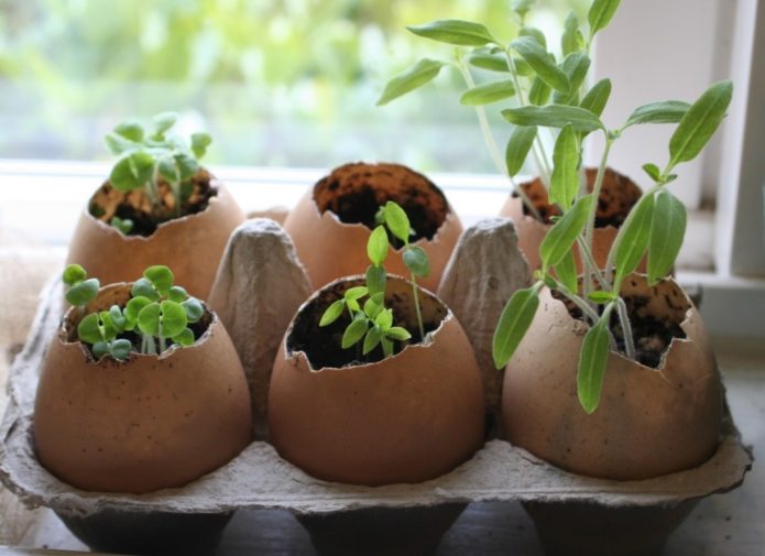 Seedlings in eggshell