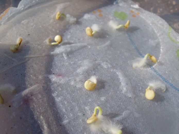 Sprouted tomato seeds