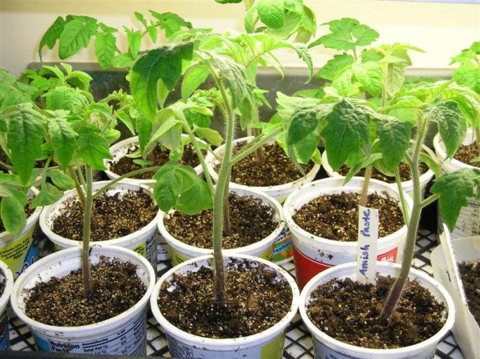 Tomato seedlings in cups