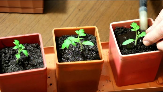 cut seedlings