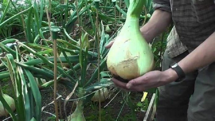 Top dressing of onions on a turnip