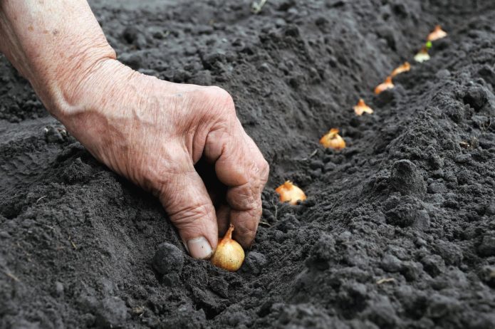 Planting onions