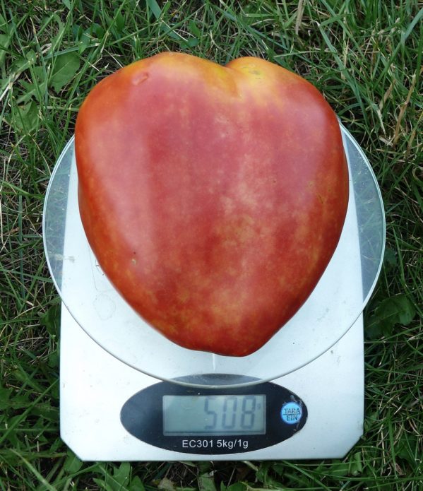 Tomato fruit Bull heart on scales