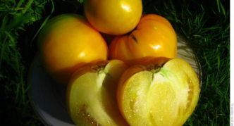 Tomato variety Bull heart gold F1