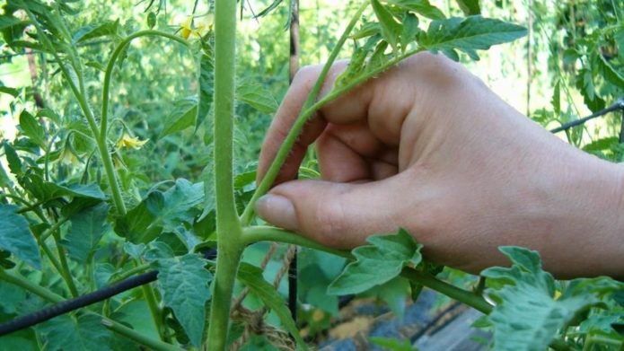 Pinching off the stepson of a tomato