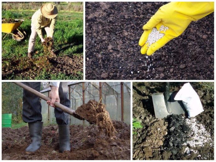 Fertilizing the soil in the garden