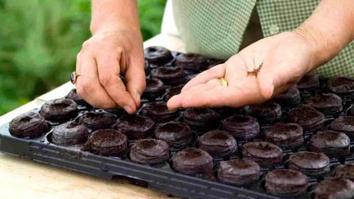 Planting seeds in peat tablets