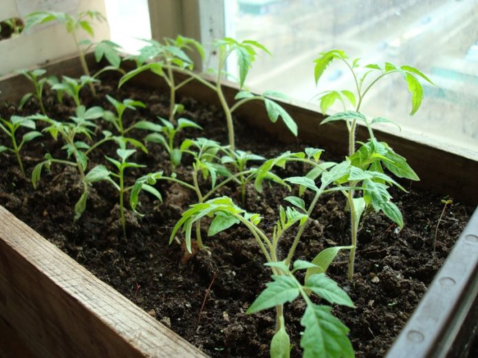 Tomato seedlings in a box