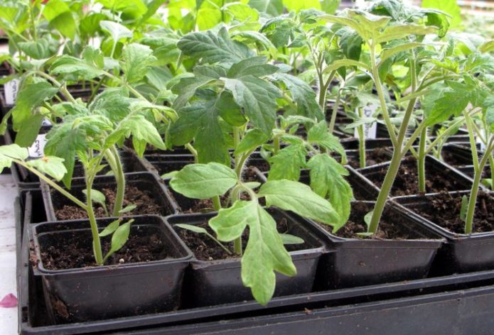 Tomato seedlings in separate containers