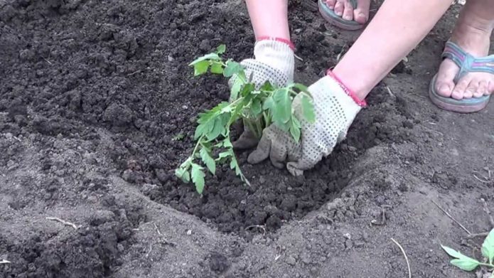 Planting tomatoes in open ground