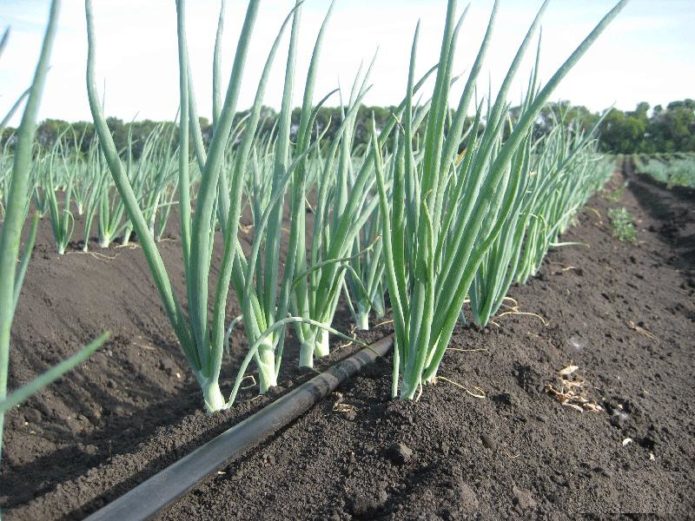 Drip irrigation of onions