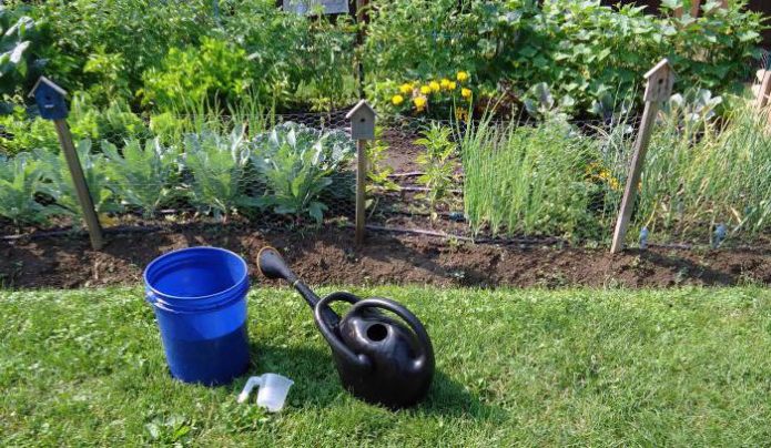 Watering onions with salt water