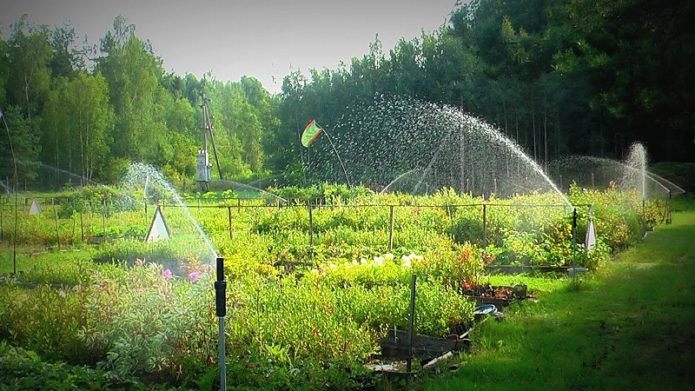 Watering blueberries