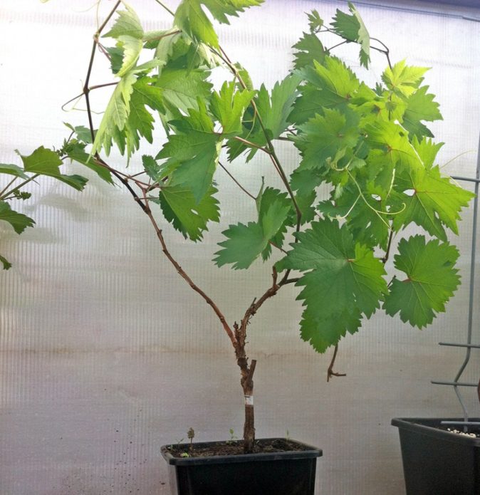 Grape seedling