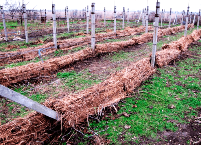 Preparing the vineyard for winter