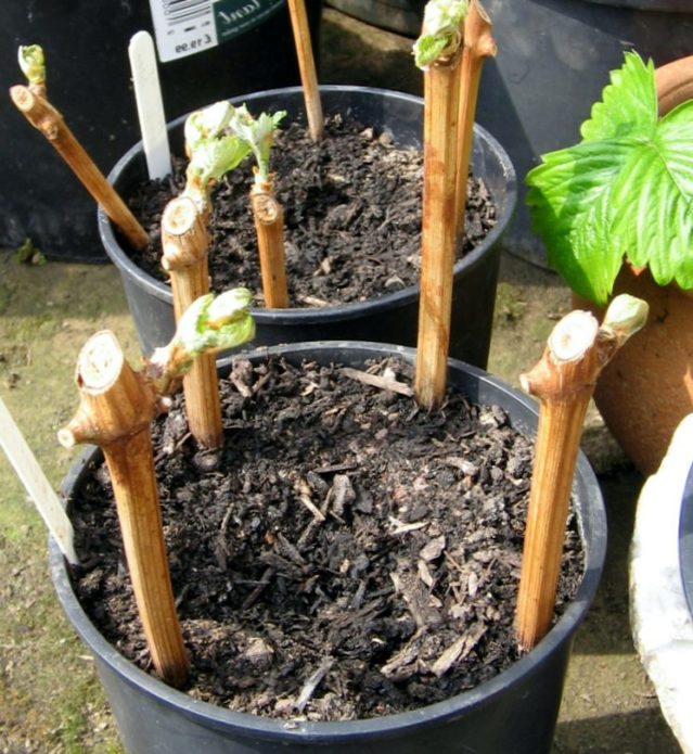 Planted grape cuttings