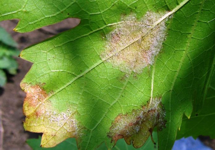 Mildew on grapes