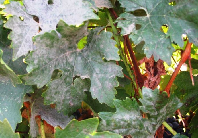 Oidium on grapes