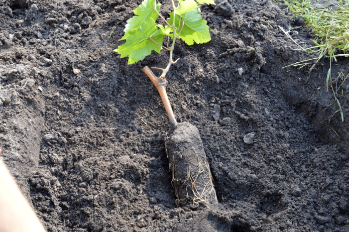 Closed root seedling