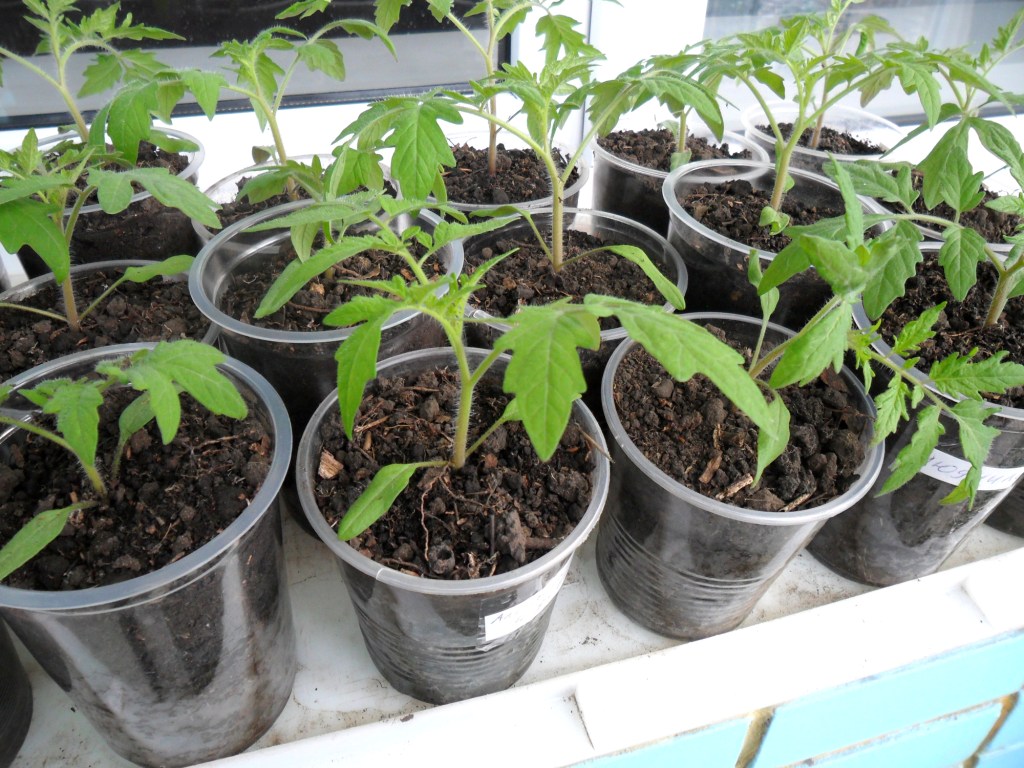 How to prepare tomato seeds for sowing seedlings