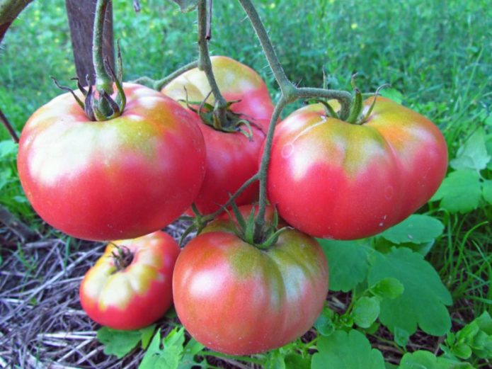 Hardened Seed Tomatoes