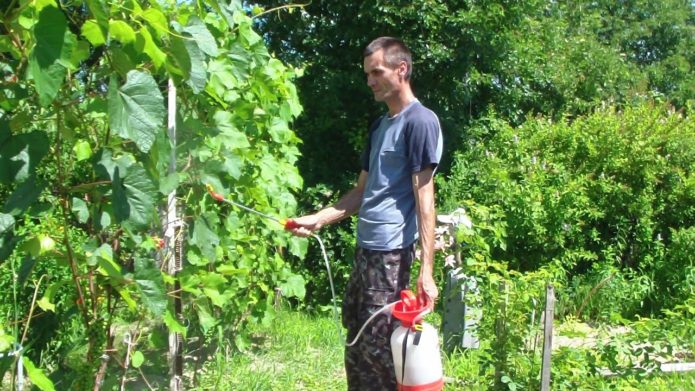 Foliar dressing of grapes