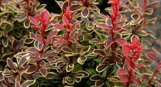 Barberry Thunberg Coronita