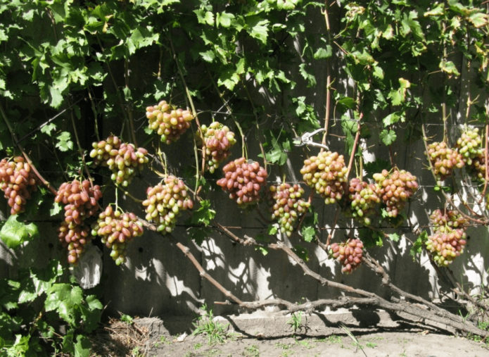 Julian grapes on a trellis