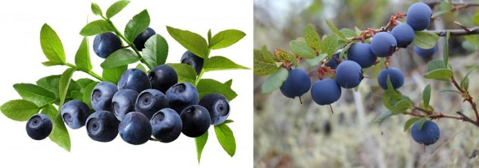 Blueberries and blueberries