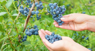 Blueberry Taiga beauty