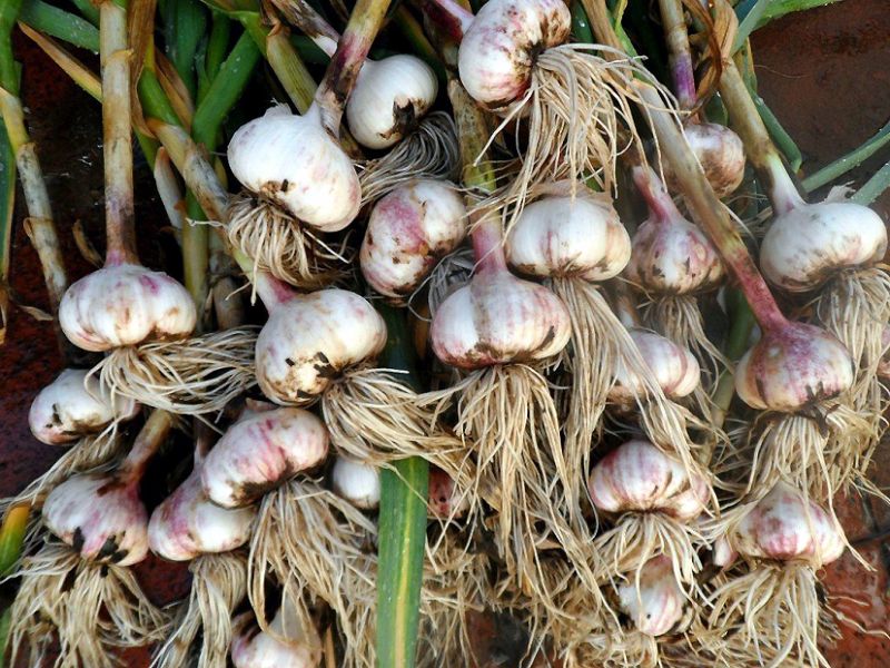 What can you plant after garlic in July