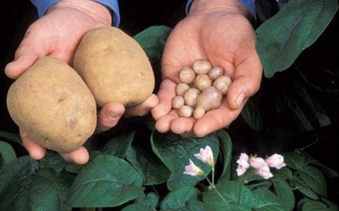 Seed potatoes and normal tubers