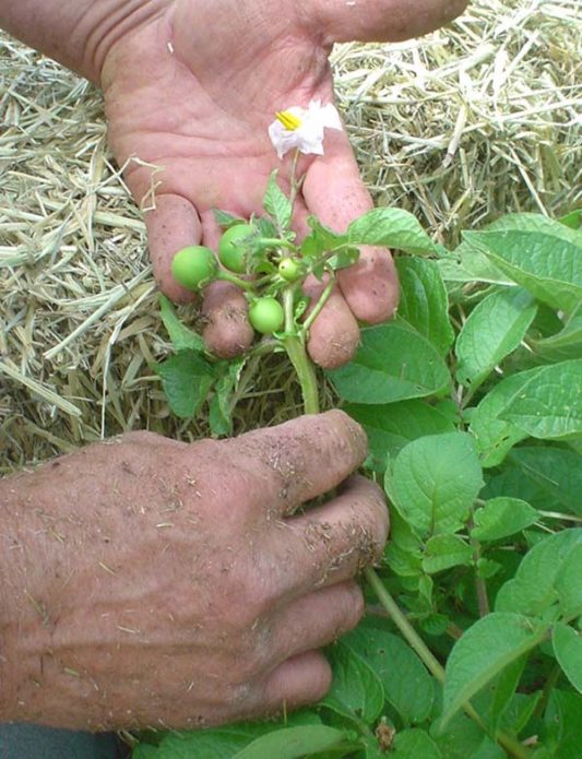 Berries and flowers of potatoes