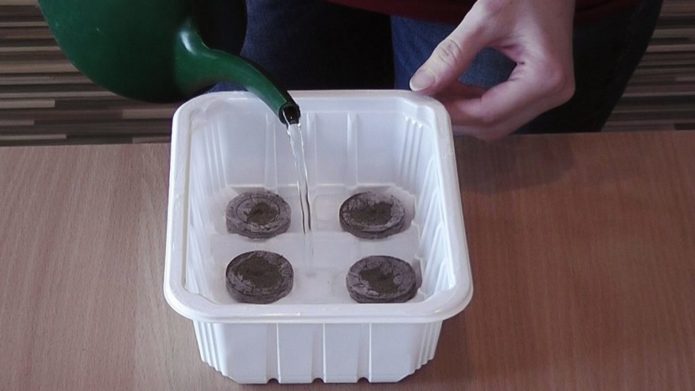 Preparing peat tablets for planting