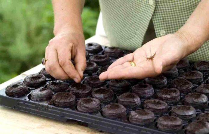 Sowing seeds in peat tablets