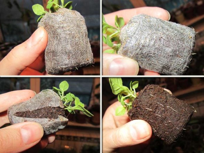 Seedling in a peat tablet