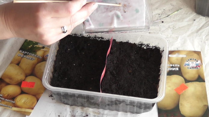 Sowing potato seeds