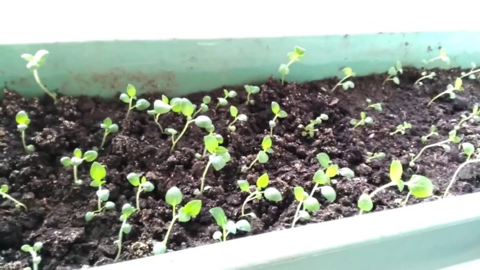 Potato seedlings