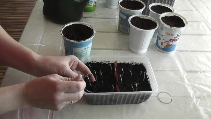 Picking potato seedlings