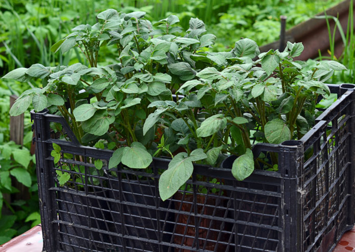 Potato seedlings in a box